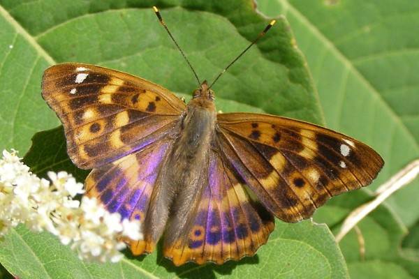 Lesser Purple Emperor - Apatura ilia, France