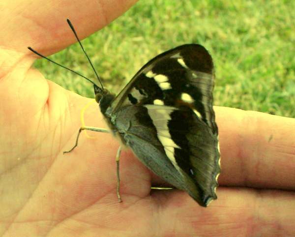 Lesser Purple Emperor attracted to a perspiring hand