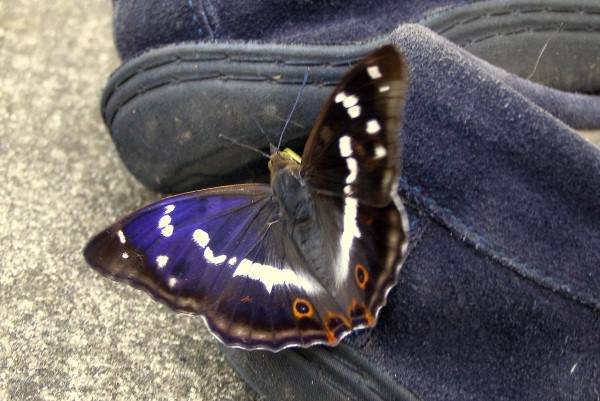 Purple Emperor Butterfly - Apatura iris