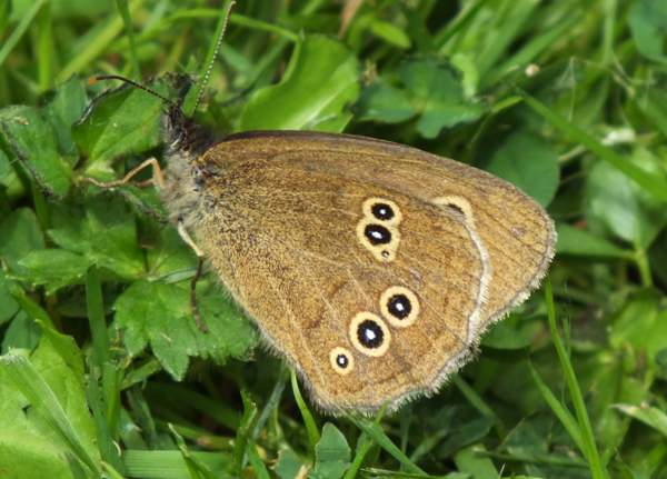 Ringlet butterfly, underwing view