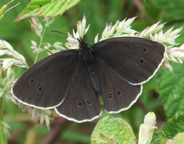 Ringlet butterfly - upperwing view