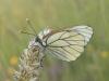 Black-veined White butterfly, Aporia crataegi