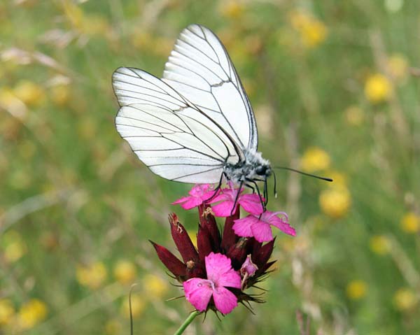 Male Black-veined White butterfly