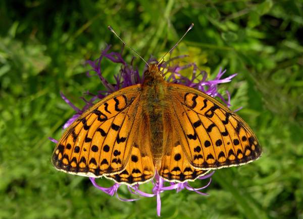 Dark Green Fritillary Butterfly - Argynnis aglaja, male