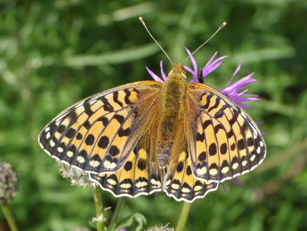 Dark Green Fritillary Butterfly - Argynnis aglaja, female