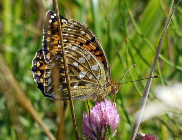 Dark Green Fritillary Butterfly - Argynnis aglaja, underwing view