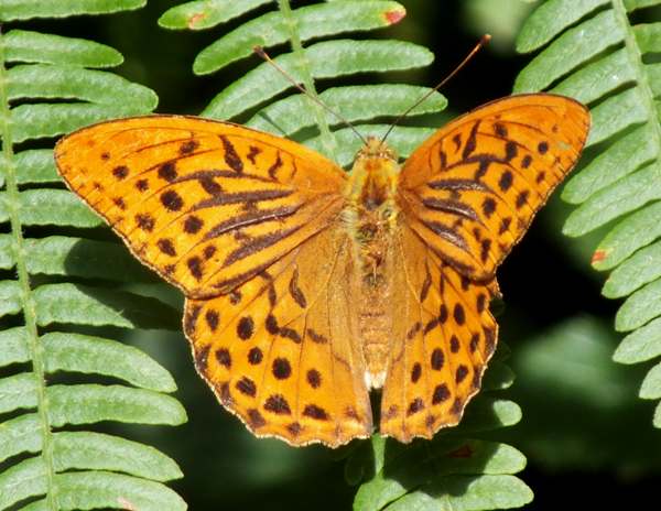 Silver Washed Fritillary Butterfly, Argynnis papohia - underside of wings, northern France