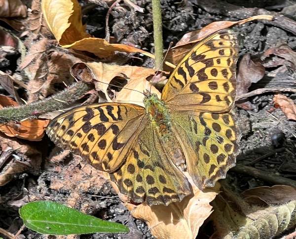 Silver Washed Fritillary Butterfly, Argynnis papohia, female