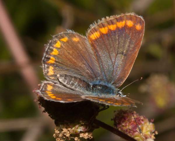Spanish Brown Argus Butterfly - Aricia agestis, southern Portugal