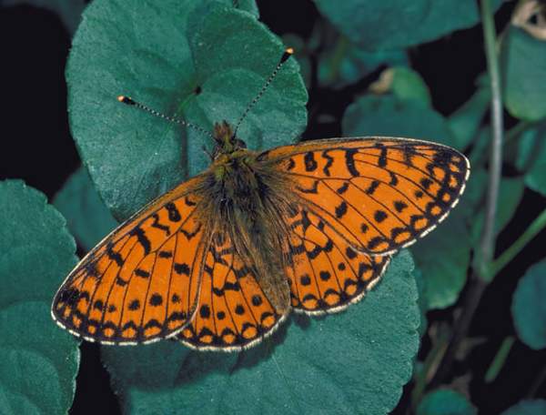 Small Pearl-bordered Fritillary, Boloria selene