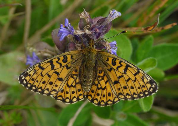 Small Pearl-bordered Fritillary, Boloria selene (female)