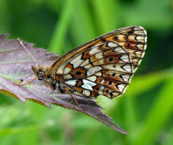 Small Pearl-bordered Fritillary, Boloria selene, underwing view