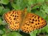 Brenthis daphne, Marbled Fritillary