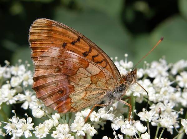 Marbled Fritillary butterfly, Brenthis daphne, underwing view