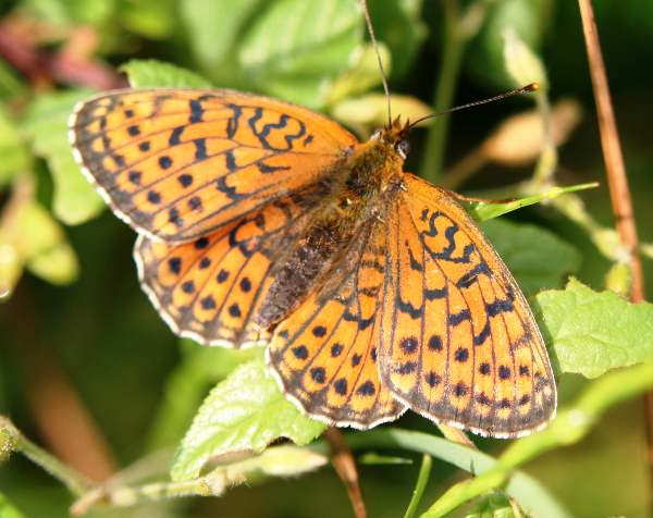 Twin-spot Fritillary, Brenthis hecate