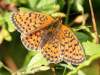 Brenthis hecate, Twin-spot Fritillary