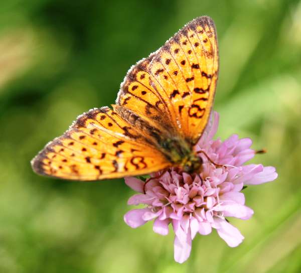 Twin-spot Fritillary butterfly, Brenthis hecate