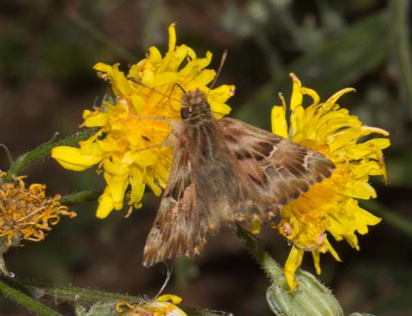 False Mallow Skipper Butterfly, Carcharodus tripolinus, Portugal