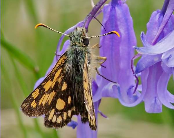 Chequered Skipper Butterfly, Carterocephalus palaemon underwing view