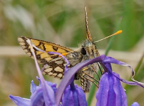 Chequered Skipper Butterfly, Carterocephalus palaemon, on Bluebell