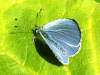 Holly Blue butterfly, Celastrina argiolus