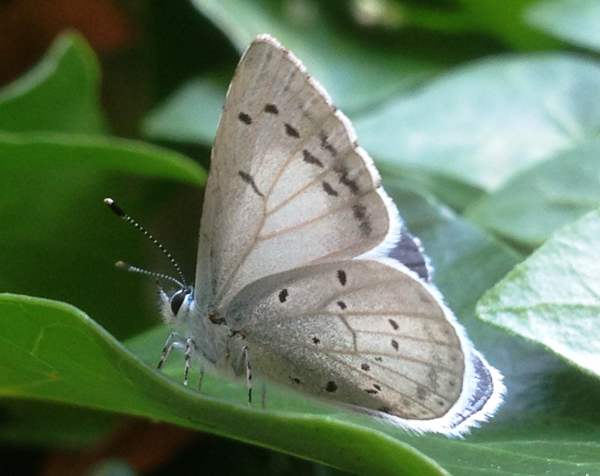 Holly Blue Butterfly, Celastrina argiolus, underwing view, wings open