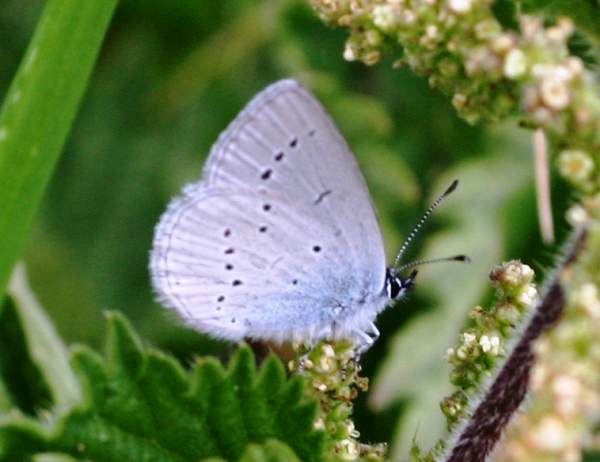 Holly Blue Butterfly on nettle flowers