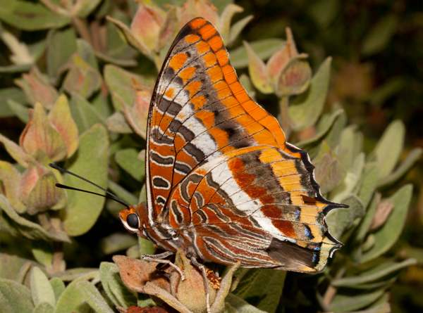 Two-tailed Pasha butterfly - Charaxes jasius