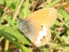 Pearly Heath butterfly, Coenonympha arcania