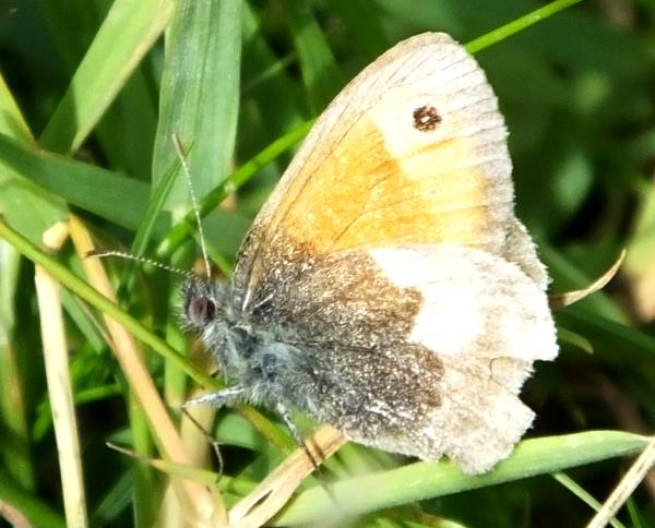Small Heath butterfly, Yorkshire
