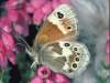 Large Heath butterfly, Coenonympha tullia