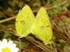 Colias croceus - Clouded Yellow butterfly