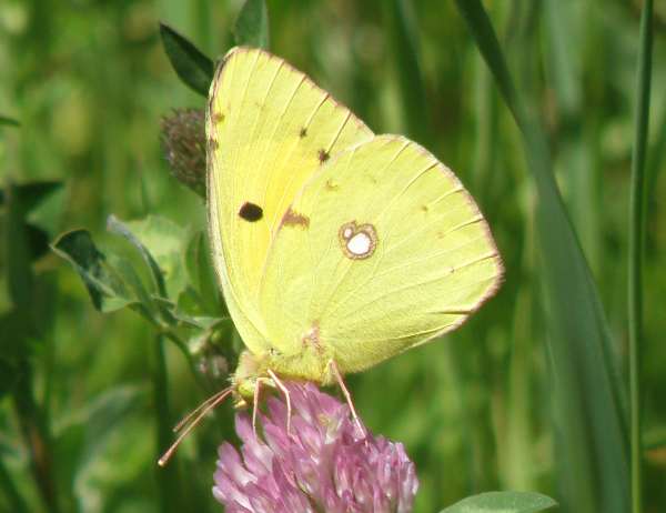 Colias croceus - Clouded Yellow butterflies, southern France