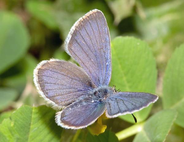 Male Lorquin's Blue butterfly
