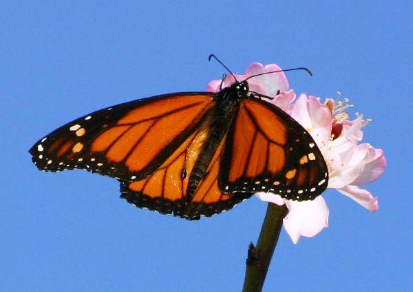 Monarch butterfly on a Milkweed plant