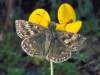 Dingy Skipper Butterfly, Erryris tages