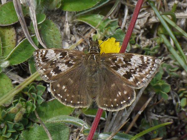 Adult Dingy Skipper with open wings