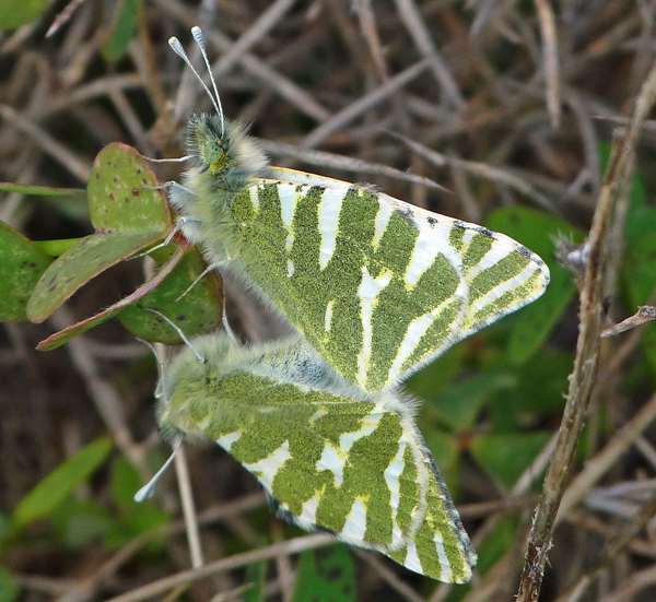 Paired Green-striped White butterflies, Portugal