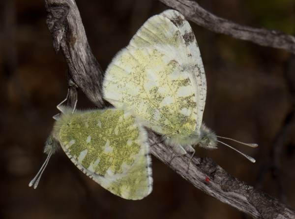 Underwing view of Euchloe tagis, Portuguese Dappled White butterfly