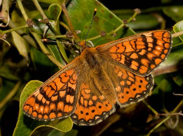 Satyrium esculi - False Ilex Hairstreak butterfly