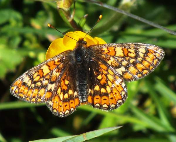 Euphydryas aurinia, Marsh Fritillary, North Wales