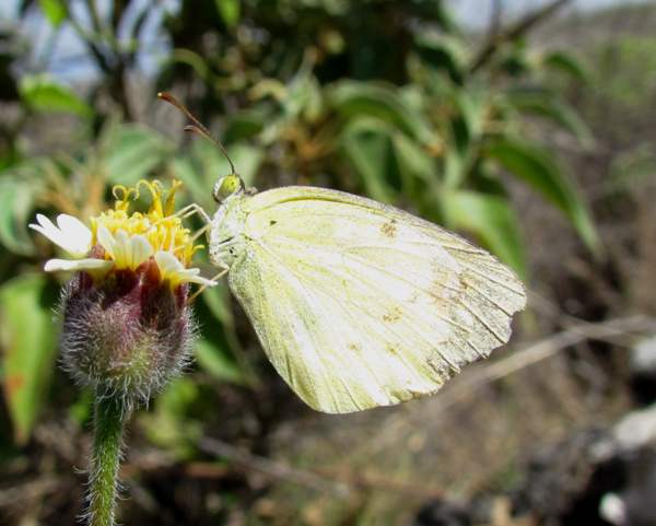 Eurema lisa - Little Sulphur butterfly