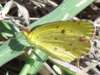 Eurema lisa - Little Sulphur butterfly