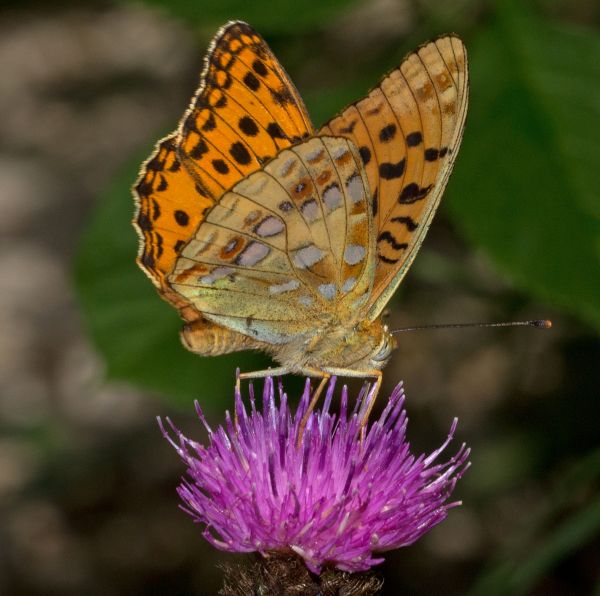 High Brown Fritillary Butterfly - Fabriciana adippe, undxerside of wings