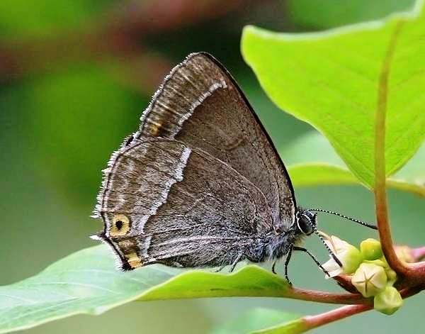 Purple Hairstreak Butterfly, Favonius quercus, underwing view