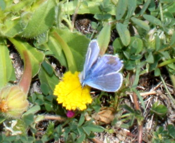 Paphos Blue butterfly, male, upperwings