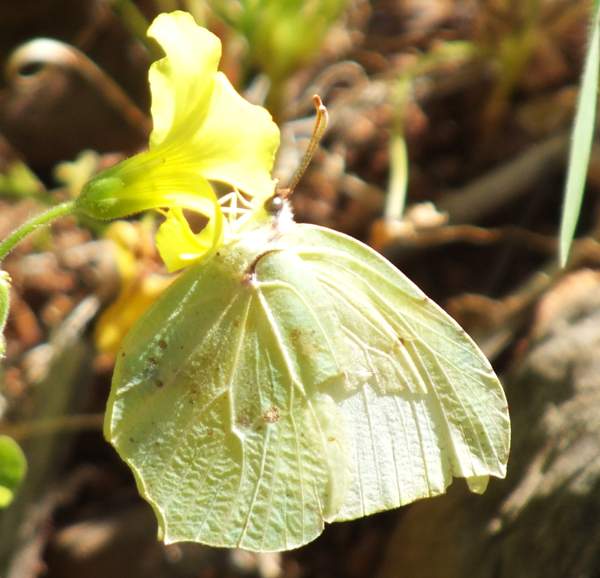 Gonepteryx cleopatra, Fonte da Benemola, Algarve, Portugal