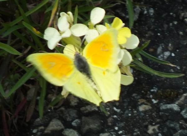 Gonepteryx cleopatra (male) in flight