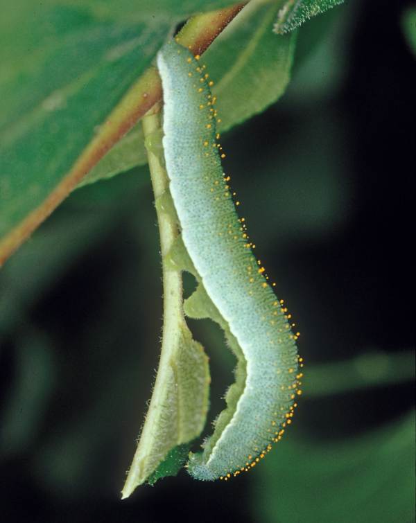 Larva of the Brimstone butterfly