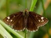 Large Chequered Skipper Butterfly, Heteropterus morpheus